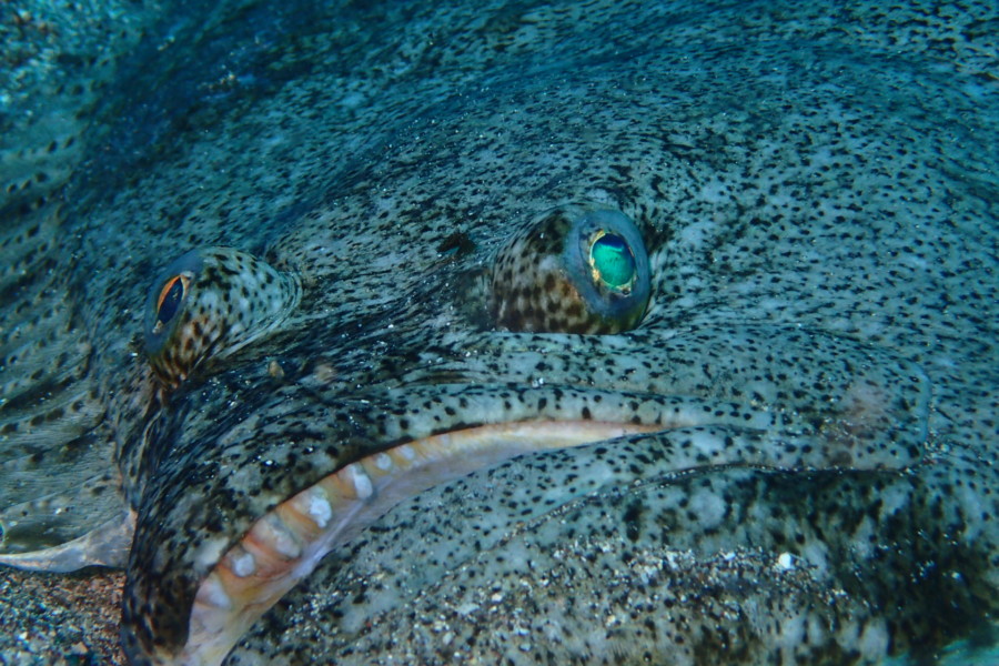 ３/２　天使達はまだまだいっぱ～い(≧∇≦)/