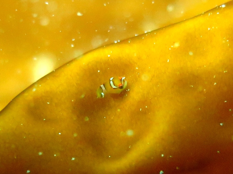 ３/４　まだまだ天使のダンゴちゃんを楽しめちゃいますよ～(≧∇≦)/