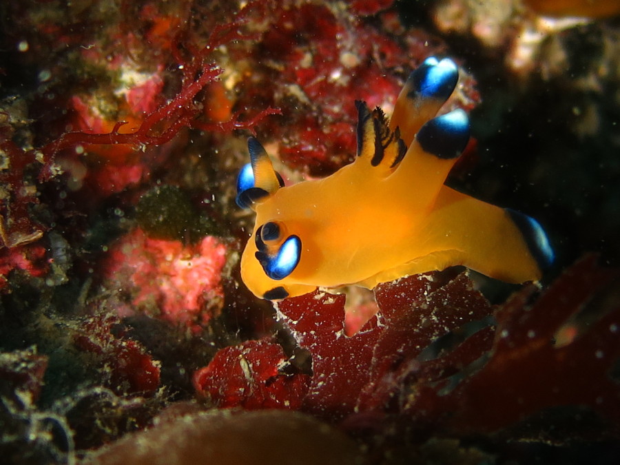 3/21  雲見の地形でアーチくぐりアドベンチャーダイビング♪　