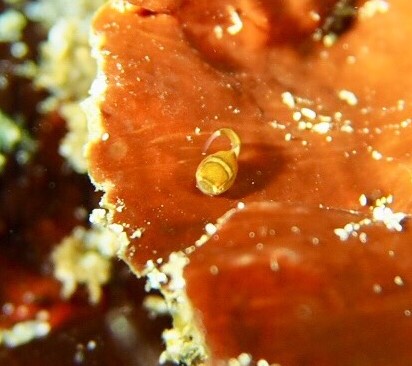 3/25 富戸でネコ！　須崎でダンゴ！