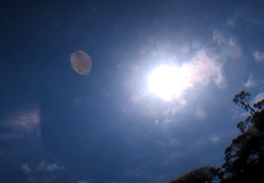 4/2 浅場に可愛いネコザメ♪