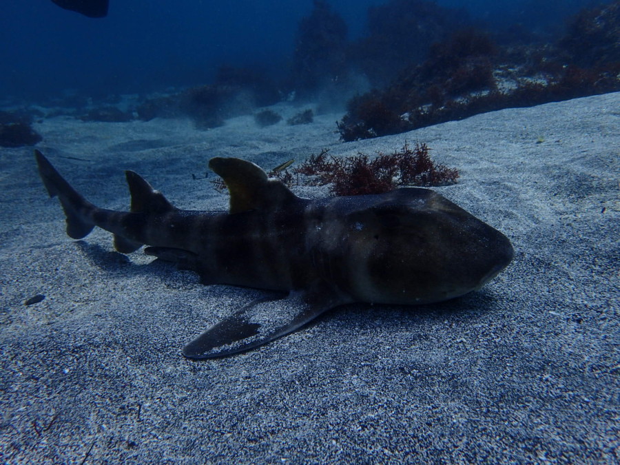 ４/３　群れが多くなってますよ(*ﾟ▽ﾟ*)