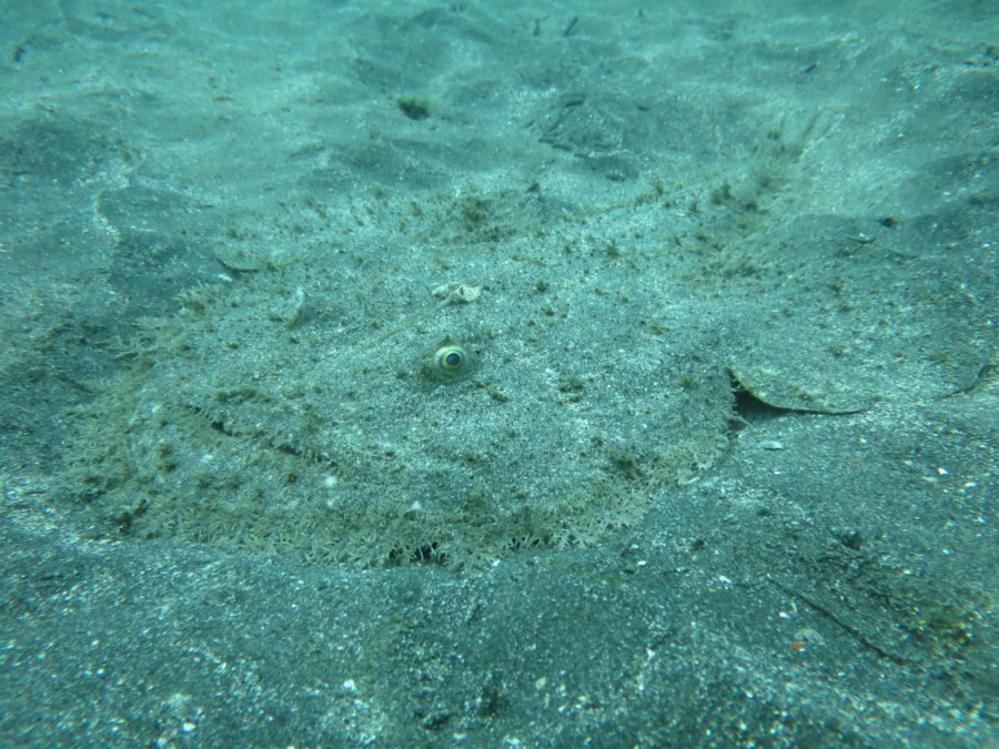 4/17　ウミウシ三昧！田子ダイビング