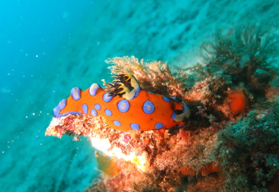 ４/１９  き・き・キアンコウ～ヽ(´▽｀)/