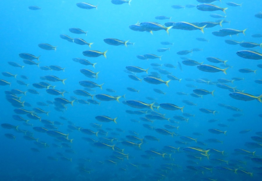 ４/４　とってもいい海ですよ！！透明度２０ｍヾ(≧▽≦)ﾉ