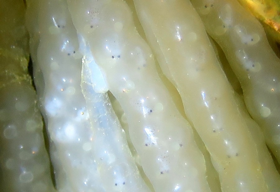 ４/８　絶好調すぎる富戸♪