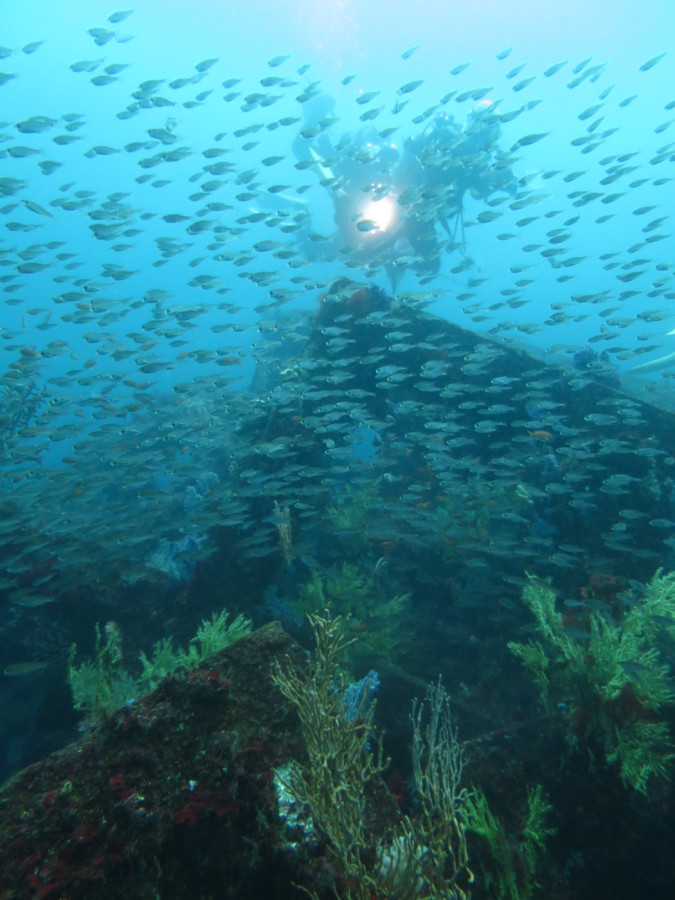 4/17　ウミウシ三昧！田子ダイビング