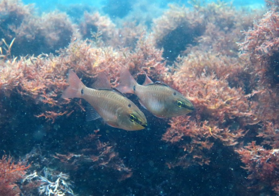 5/19　透明度UP！ビーチで群れに飛び込むダイビング♪♪