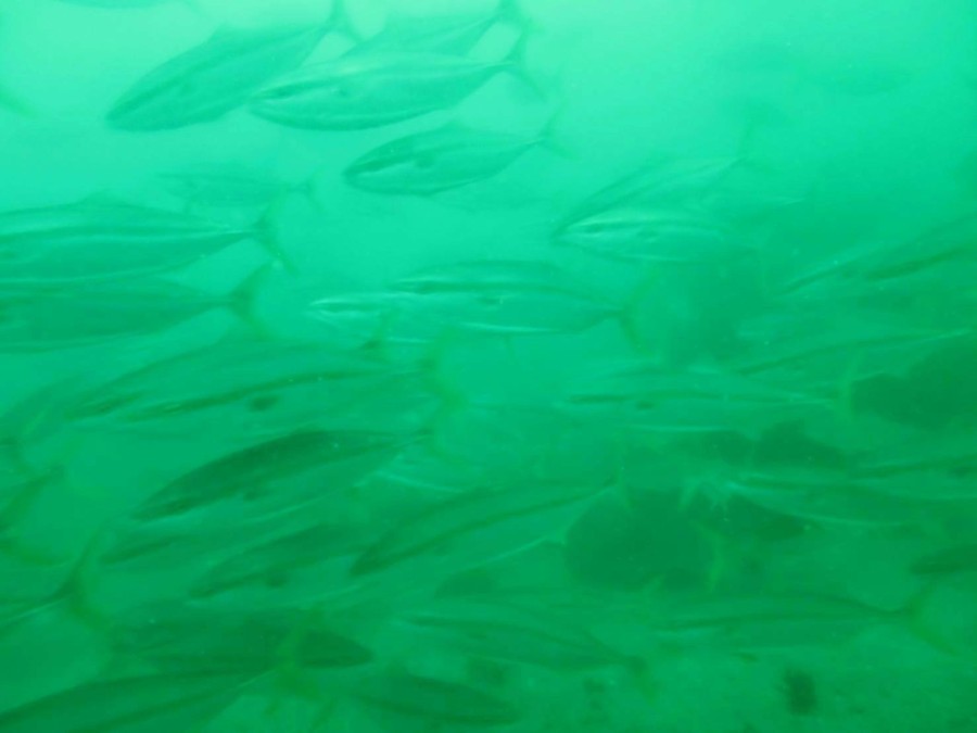 ５/２５　水温UPしてきました～！！