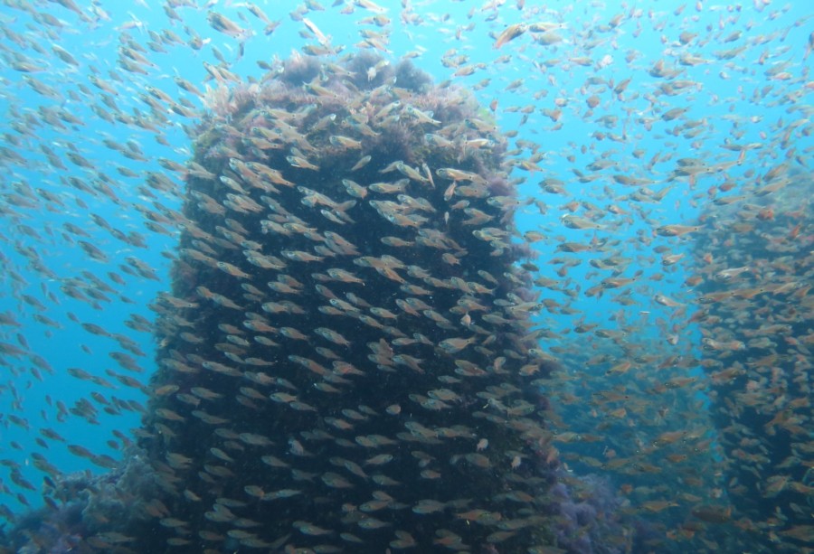 5/3 透明度上がって最高！！ピラミッドの群れにミニカエルアンコウ