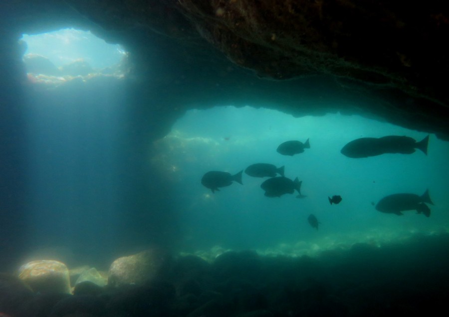 ５/２０　井田と田子の2チームに分かれて潜ってきました♪