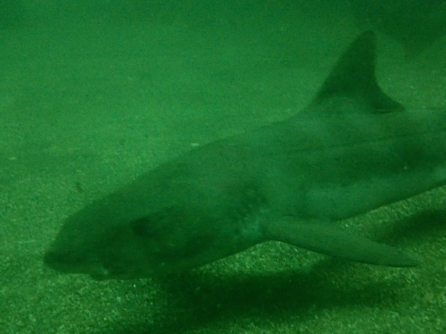 ５/２６　ドチザメとワラサの群れがコラボ！