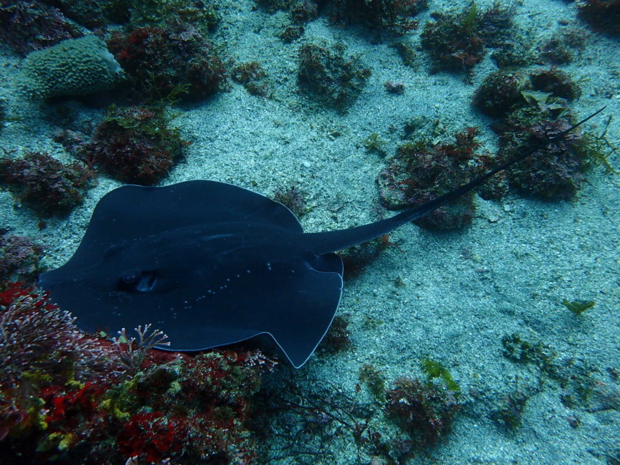 5/3 透明度上がって最高！！ピラミッドの群れにミニカエルアンコウ