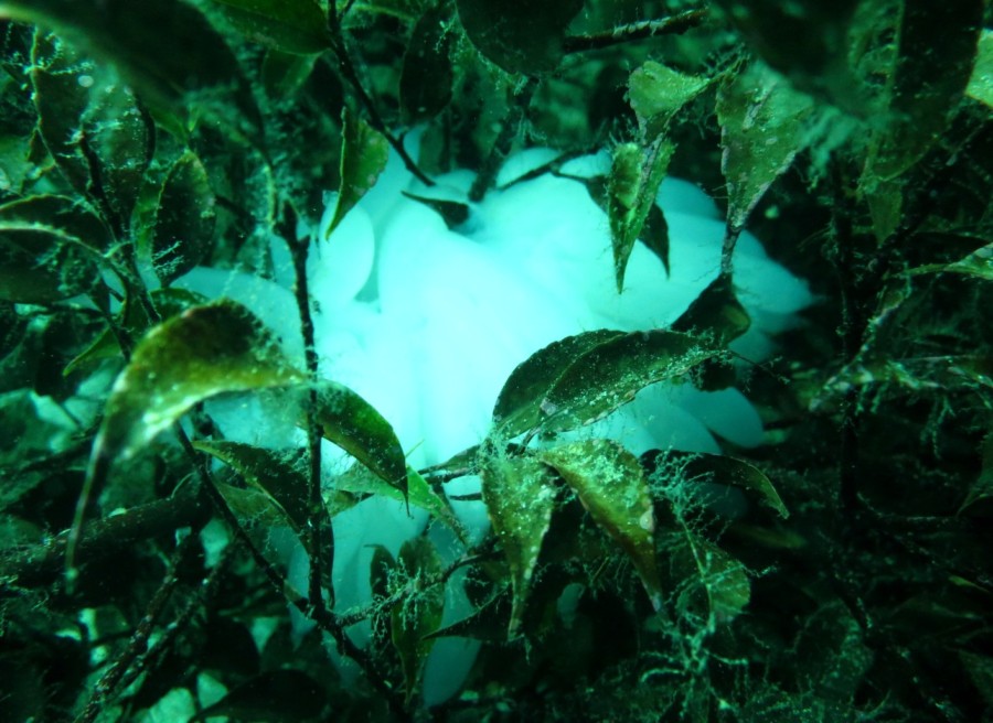 ネコザメ７個体ゲットのボートダイビング＼(◎o◎)／！