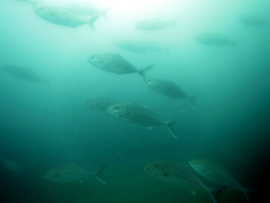 ６/１２　ホウボウYG危機一髪(^O^)