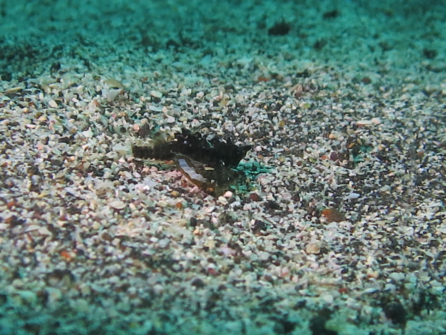 6/7  アオリイカはフィーバーの予感！！