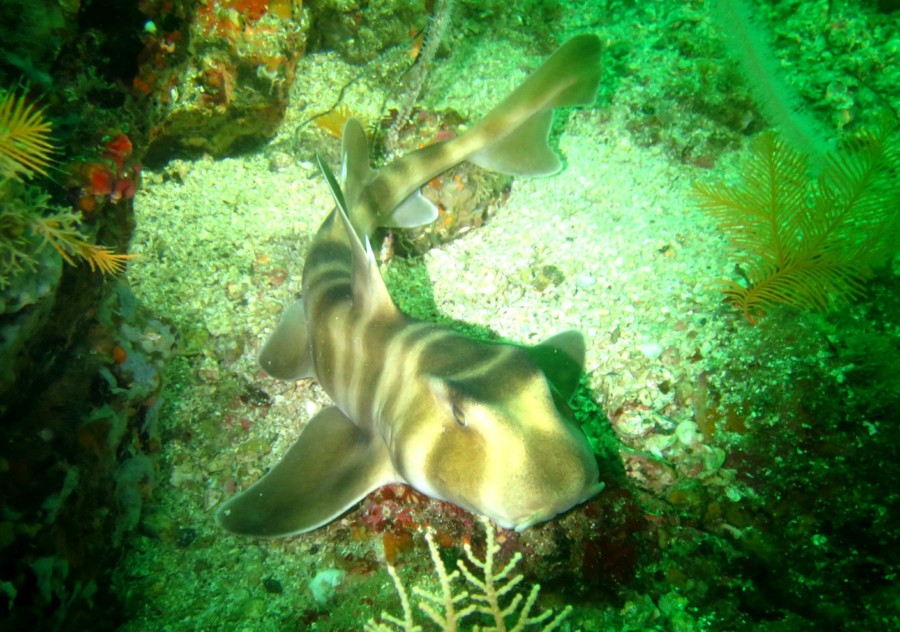 6/7  アオリイカはフィーバーの予感！！