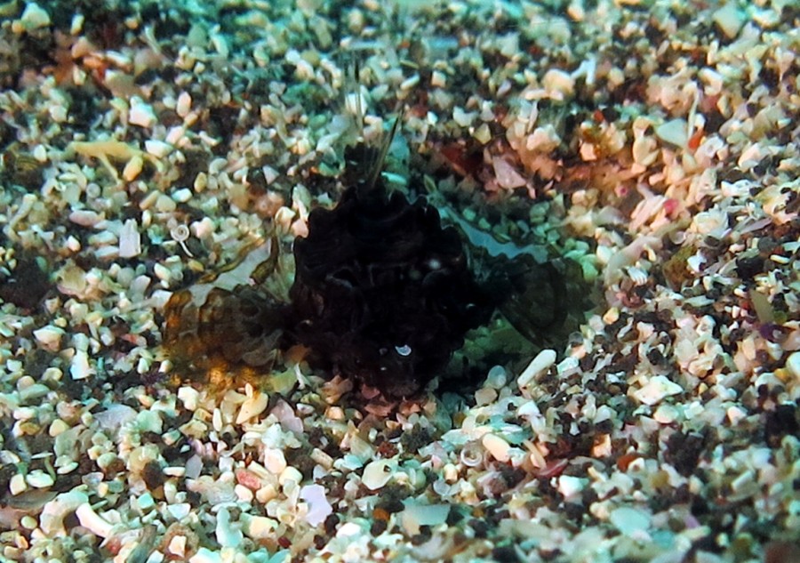 ６/５　今日のマエカドもネコザメフィーバー(^O^)