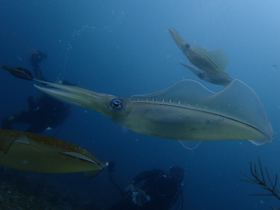 ７/１１ 今日の神子元はハンマー劇場～ヽ(´▽｀)/