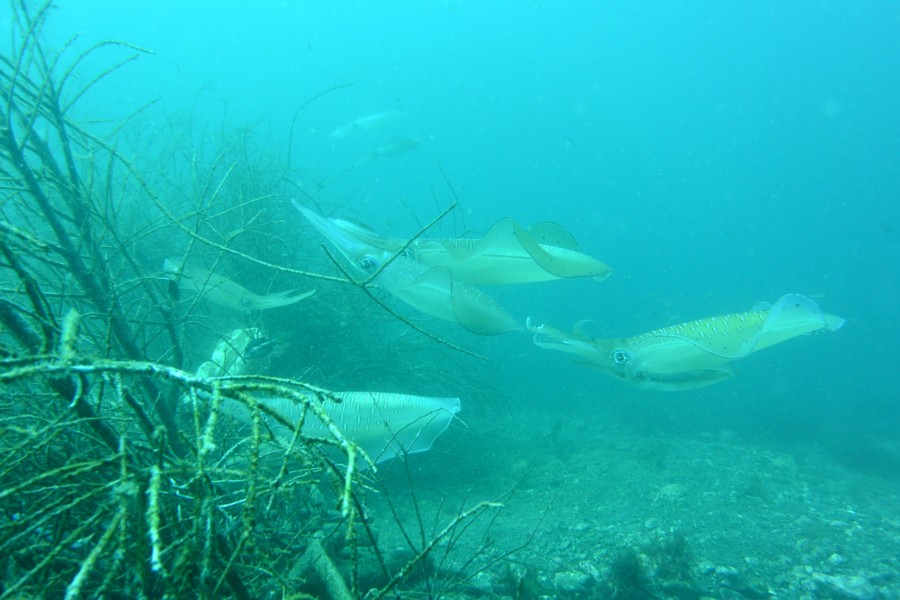 7/4 水中七夕飾り準備OK!! アオリイカと口内保育の育メンフィッシュ!!