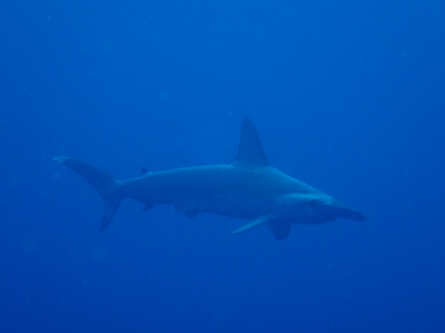 ７／２５　夏模様な海ですよ！ヨコバマでもカンパチ群ヽ(^。^)ノ