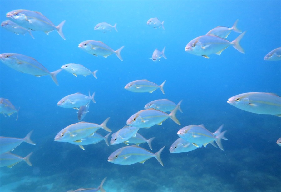 7/26 可愛い幼魚探しへGO♪