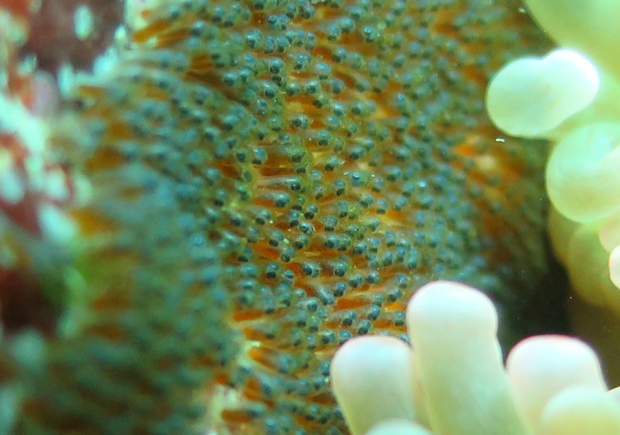 ７/３０　井田ブルーの世界へ