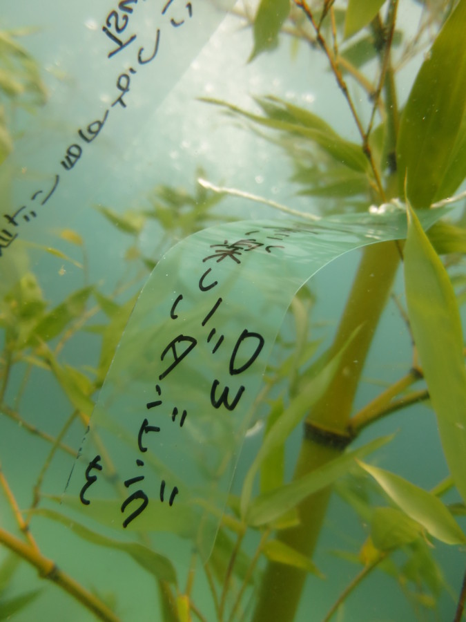 7/6 七夕飾りと群のヨコバマ(≧▽≦)