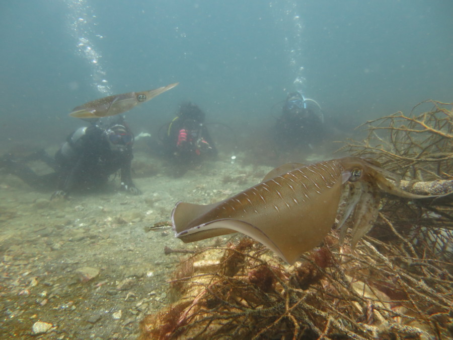 ７/１１ 今日の神子元はハンマー劇場～ヽ(´▽｀)/