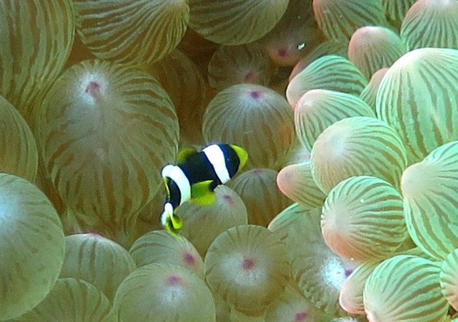 ８ ２３ 白黒パンダのこんな子も 東伊豆 富戸 神子元島ダイビングスクール ガイドサービス