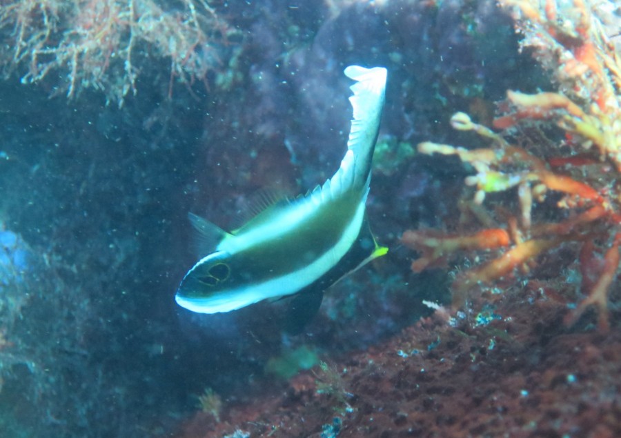 8/29 神子元島  ハンマーに触れる距離で、ずーっと目があってました！！