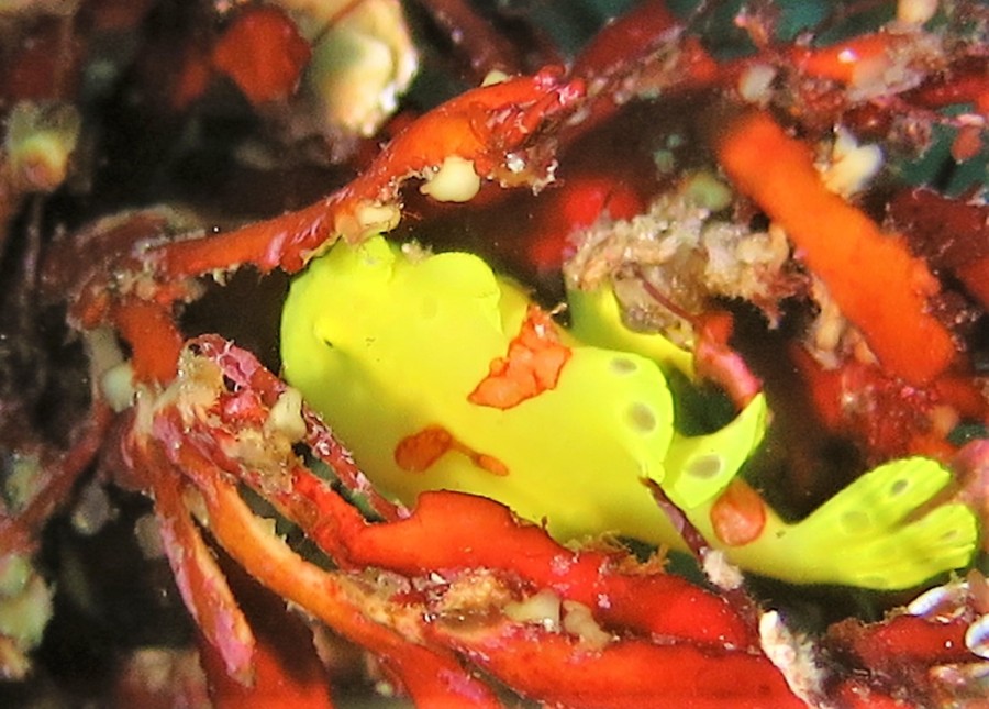 9/5  ミニイロカエルアンコウが浅場に♪♪