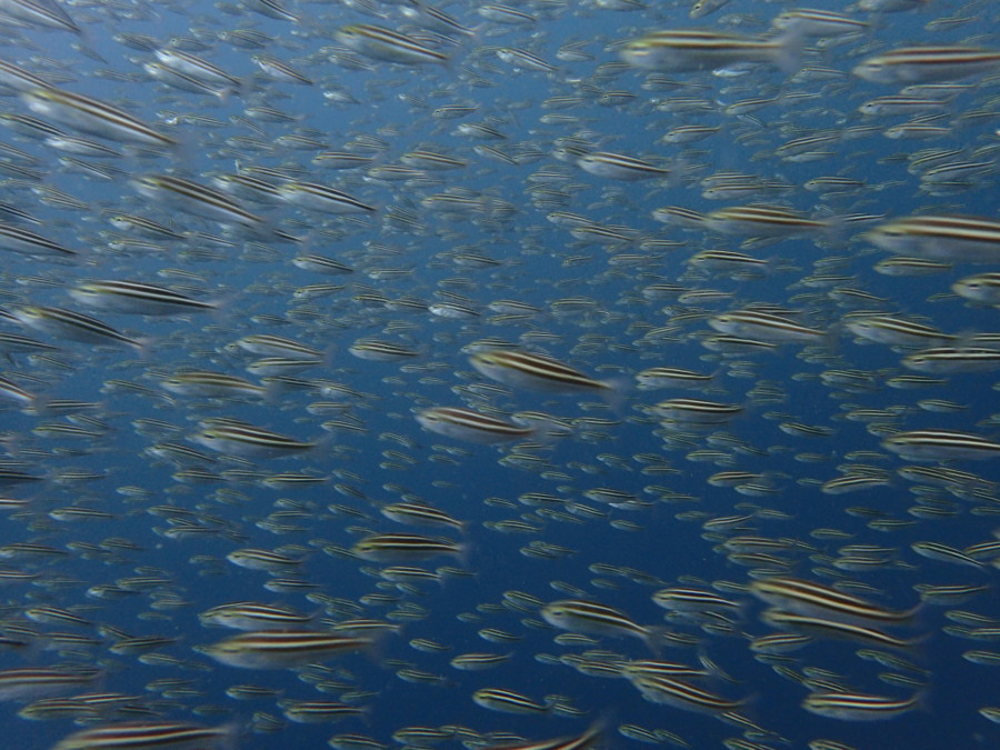 9/8  今のヨコバマはイロカエルアンコウ、アオリイカ、稚魚の群れ♪♪