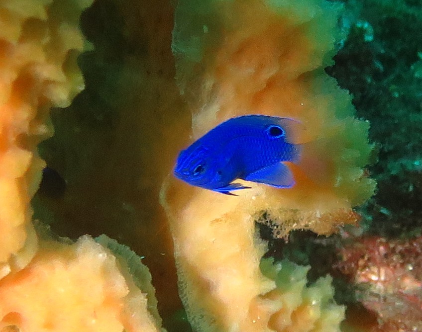 ９/４　久しぶりのイロカエルアンコウ(≧▽≦)