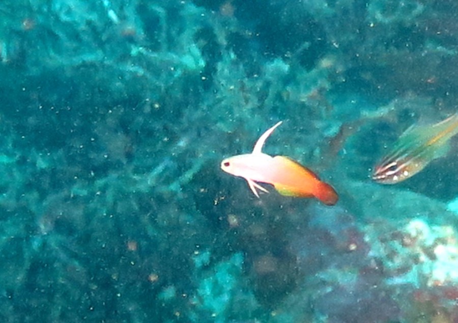9/19 神子元島はハンマーヘッド！カマストガリザメ！マダラトビエイ！GOODです(^-^)/