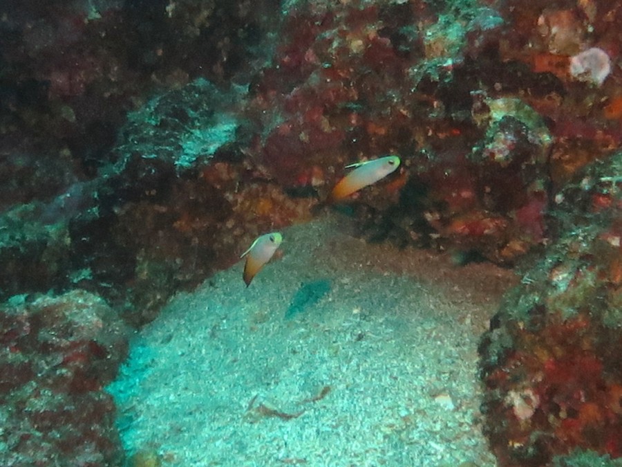 9/9  ボードダイビング！イサキ・キンギョハナダイ・メジナ・タカベ群れ