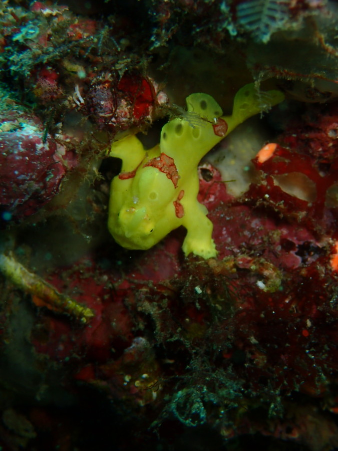 9/7 アオリイカの乱舞は続いてます＼(◎o◎)／