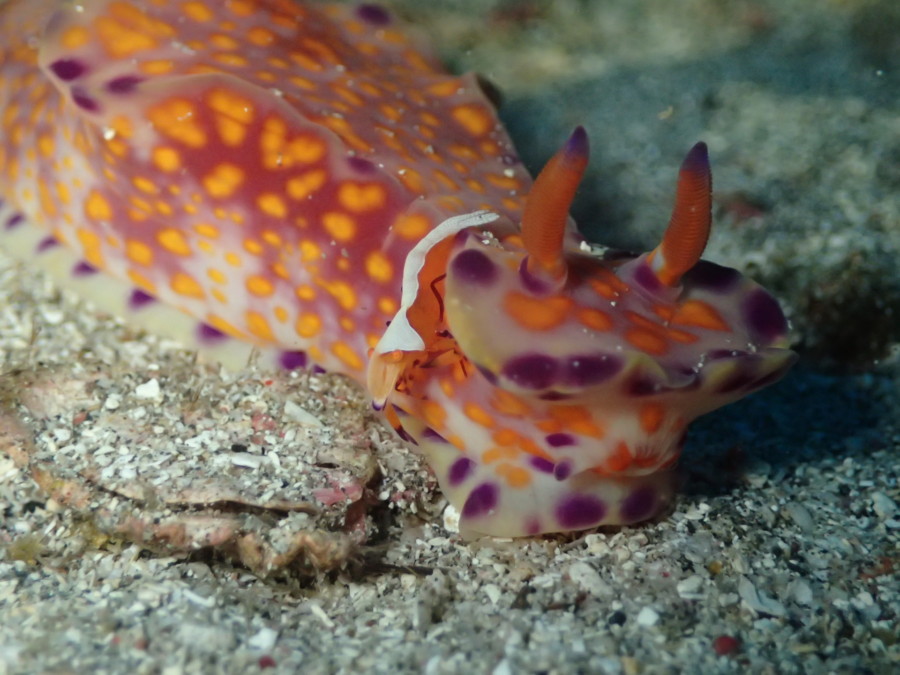 12/13 青い海でも可愛いのに目が行きます!ウミテング、クダゴンベ、クマドリカエルアンコウ