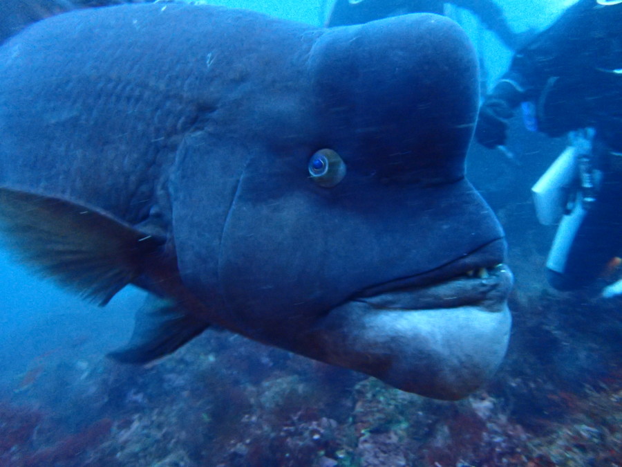 1/8　初めての水中散歩♪青い海を楽しんで頂きました！！