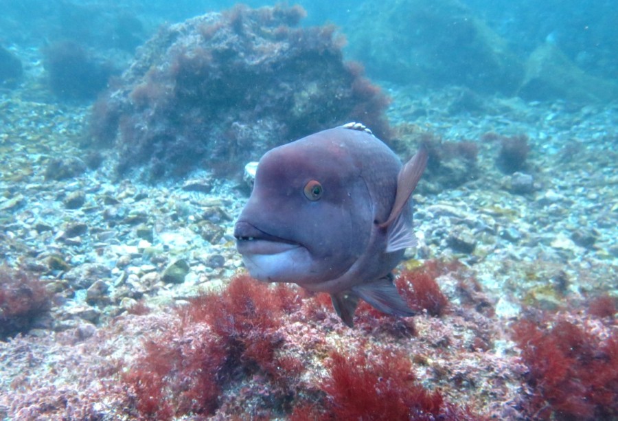 １/３１　1月最終日もコブダイでヽ(´▽｀)/