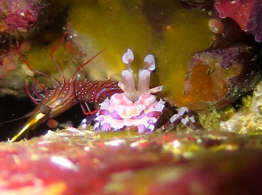 2/23 NEWちびイロカエルアンコウ(^^)