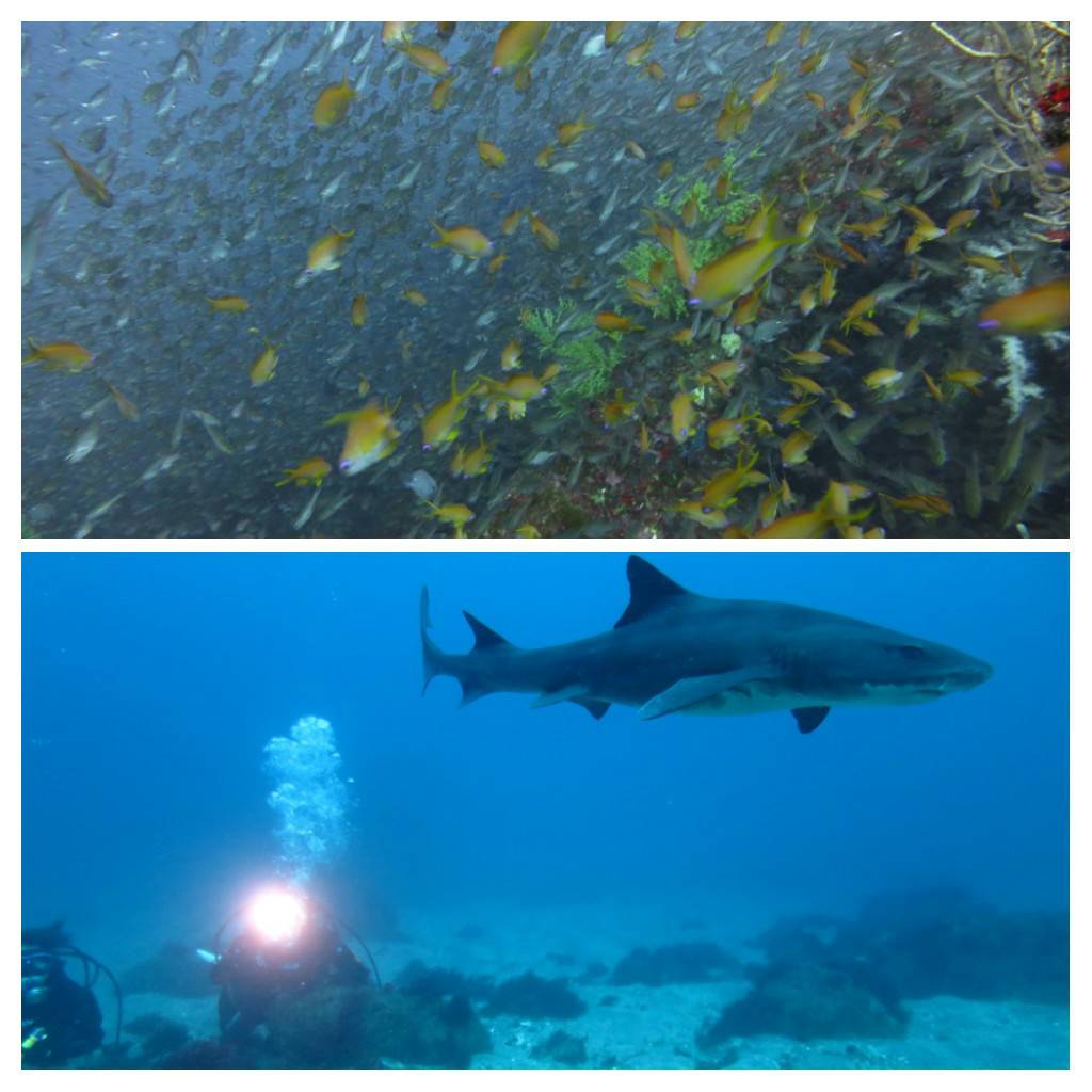 2023年【限定ボートポイント：富戸ピラミッド／富戸レイポイント臨時開放日】