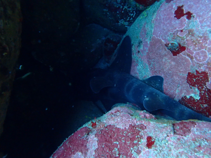 3/16　フレンドリーなコブダイとヒメギンポの婚姻色♪