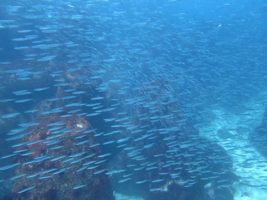 3/15　イワシリバーーーー♪♪超大群！！ネコザメの○○姿…