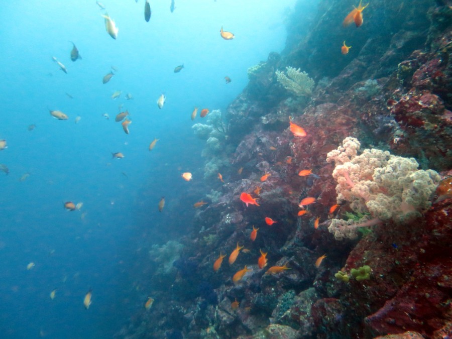 ３/２１　手のりサイズのネコザメBABYヾ(≧▽≦)ﾉ