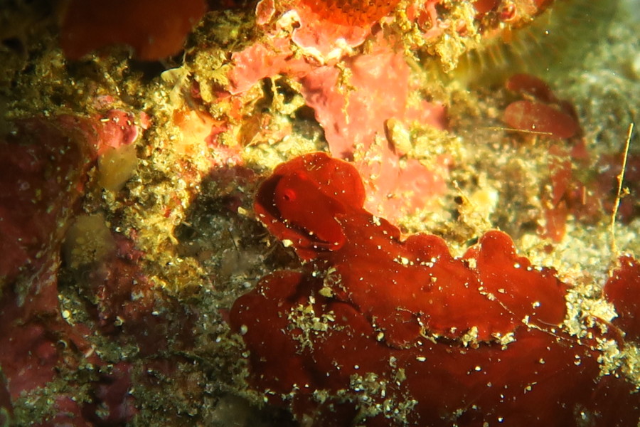 3/27 西伊豆田子に行ってきました(^-^)/