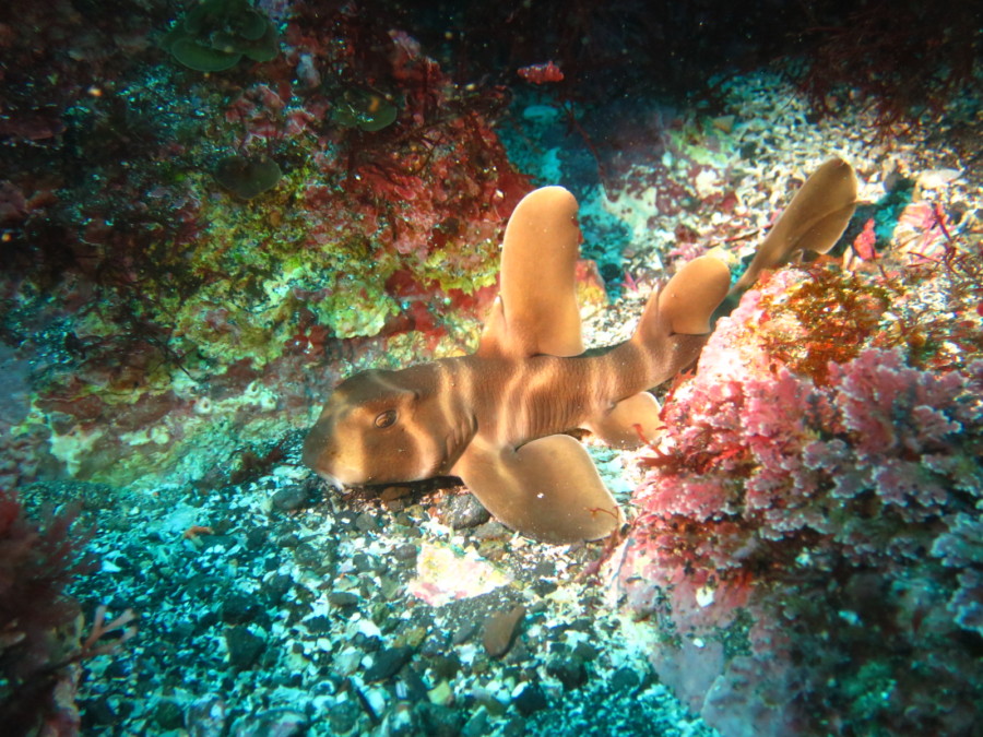 3/19 チョー可愛い子ネコザメ♪♪