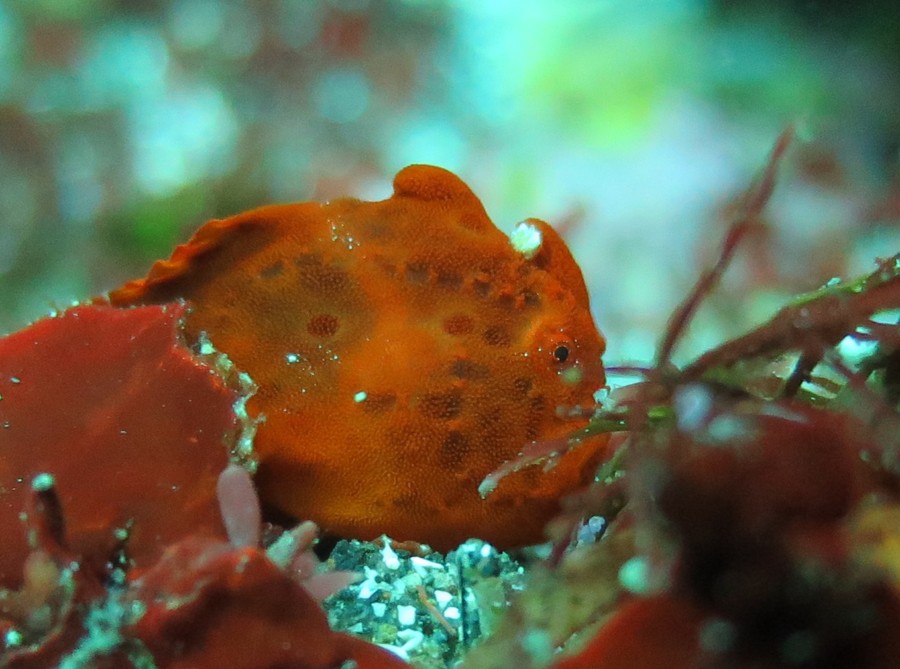 ３/３０　大きなウミテング登場(*ﾟ▽ﾟ*)