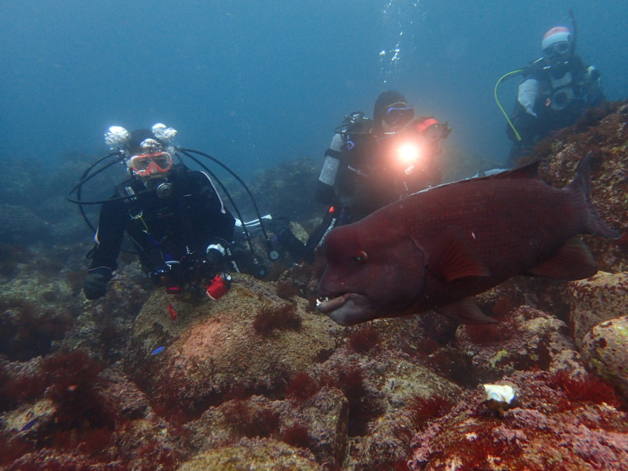 3/17　コブダイとダイブ時間の半分以上一緒に泳ぎました♪