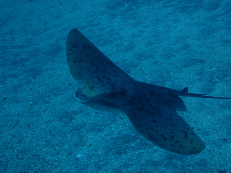 3/9　行動範囲が広めなハナタツ、砂地をウロウロホシエイの子供♪